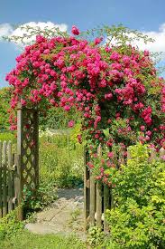 It blooms in clusters late in the season and produces a handsome crop of bright red hips which persist during the fall when the leaves change color to purple. Best Roses To Use In An Archway Or Trellis Mom Foodie