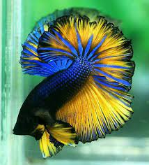 ป กพ นโดย color boards ใน blue yellow green ปลาก ด ปลาสวยงาม ส ตว สวยงาม