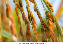 Image result for Oryza