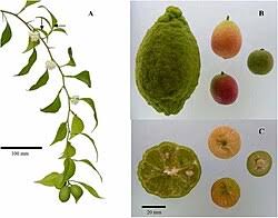 Image result for Citropsis