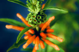 Image result for Leonotis