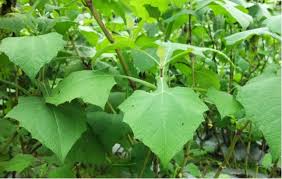 Maybe you would like to learn more about one of these? Index Of Wp Content Uploads 2018 01