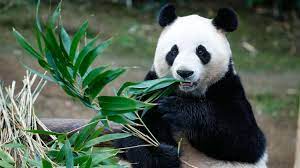 Their legs, shoulders, and tail are also black, and the rest of their body is white. Regenwurm Gegen Panda Artenschutz Ist Ungleich Verteilt Br24