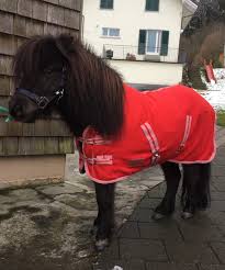 Anzeigen auf grund ihres durchschnittlichen stockmaßes von 65 cm gelten die falabella als kleinste ponyrasse der welt. Fleecedecke Color Mit Kreuzgurten Im Shetty Shop Online Kaufen Shetty Shop