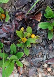 Image result for Leptactina benguelensis