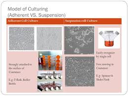 Types of cells cultured cells are usually described based on their morphology (shape and appearance) or their functional characteristics. Introduction To Mammalian Cell Culture Ppt Video Online Download