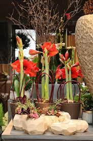A Vibrant Display Of Red Amaryllis Plants At A Winston Flowers Retail Shop Winston Flowers Amaryllis Plant Planting Flowers