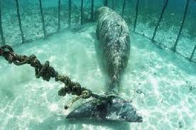 Download now duyung dugong dugon sang mamalia laut alamendah s blog. Lestarikan Dugong Untuk Lamun Dan Manusia Semua Halaman National Geographic