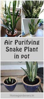 How To Care For Air Purifying Snake Plant In Pots Snake Plant Plants Indoor Plants For Oxygen