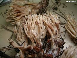 Image result for Ramaria stricta