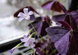 Send plants/planters from felly's flowers for delivery in the madison, wi area. Felly S Flowers 69 Photos 18 Reviews Florists 205 E Broadway Madison Wi United States Phone Number Yelp