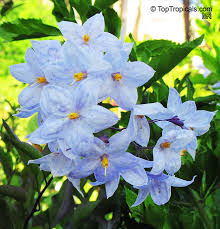 We're proud to offer arizona's largest selection of desert acclimated vines available in all sizes and colors. Solanum Laxum Solanum Jasminoides White Potato Vine Jasmine Nightshade Toptropicals Com