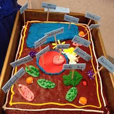 Provide evidence that tad reorganization contributes to cell fate transition, and oct4 phase separation regulates tad reorganization. 20 Plant Cell Model Ideas Your Students Find Them Interesting Plant Cell Project Cell Model Plant Cell Model