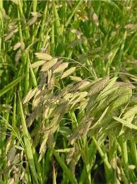 Image result for Chasmanthium latifolium