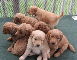 By margaret byrd | june 2, 2021. View Ad Goldendoodle Litter Of Puppies For Sale Near Michigan Utica Usa Adn 43899