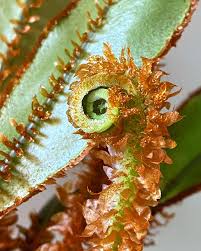 Image result for Elaphoglossum