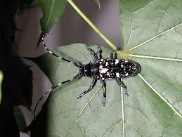 The asian longhorned beetle bores into and kills a variety of tree species (including species of maple, elm, chestnut, mulberry, poplar, and willow). Asian Longhorned Beetle Forest Disturbance Processes Northern Research Station Usda Forest Service