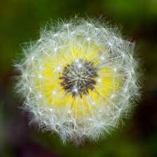 Dandelion Dandelion Art Dandelion Dandelion Flower
