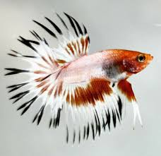 Crowntail Fency Bandung Betta Fish Betta Fish Types Betta Fish Betta