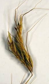 Image result for Hyparrhenia rufa