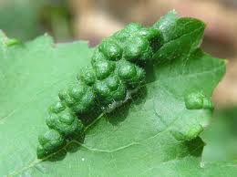 Image result for Colomerus vitis