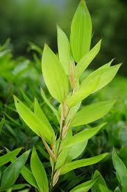 Image result for Shibataea kumasasa