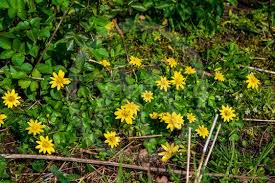 Annuals complete their life cycles in one season by flowering, maturing. Yellow Weed Flowers By Birgitta Astrand Mostphotos