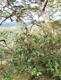 Image result for Garcinia buchananii