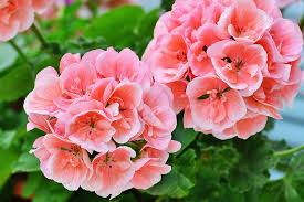 How To Grow And Care For Garden Geraniums Gardener S Path