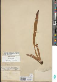 Image result for Polyphlebium borbonicum