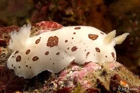 Image result for Lepidotrichilia