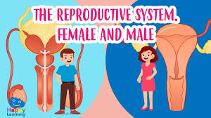 Anatomy notes the position and structure of organs such as muscles, glands and bones. Educational Video The Reproductive System For Kids Happy Learning