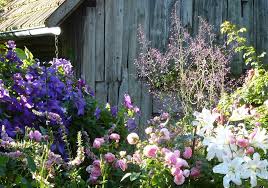 Maybe you would like to learn more about one of these? Die Clematis Hybride Jackmanii Ist Ein Echter Klassiker Im Garten