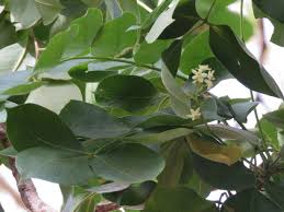 Image result for Ekebergia