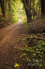 Pathway In The Woods By Carlos Caetano Wood Photograph Pathways The Great Outdoors
