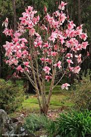 Bright Pink White Magnolia Seeds Lily Flower Tree Fragrant Tulip Magnol Liliiflora Blossoms Shade Plant Dry Ornamental Trees Flowering Trees Garden Plant Pots
