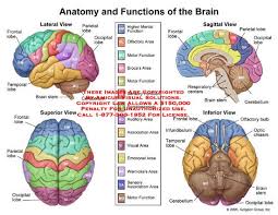 Learning And Brain Functions Brain Functions Diagram