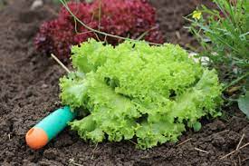 Diese sorten werden das ganze jahr über angebaut. Pflucksalat Richtig Ernten Aber Wie Anleitung Gartenlexikon De