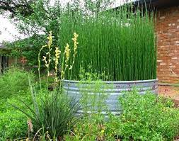 Order lawn mowing and other services in 2 minutes or less. How To Grow Horsetail Reed Plant Backyard Design Ideas Landscape Ideas Horsetail Reed Reeds Plants Plants