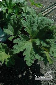 Image result for Gunnera