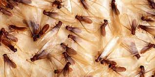 Flying termites have straight antennae. 5 Things You Should Know About Flying Termites Rentokil Id