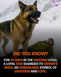 A Loyal Dog Guarded His Owner's Body For 23 Days In Freezing Cold With No  Food Or Shelter. He Stayed Strong And Faithful Through The Bitter Cold  Nights, Refusing To Leave Until