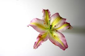 In addition, florists use millions of them each year. Oriental Lilies Meaning Gardenerdy