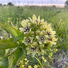 Image result for Asclepias aurea