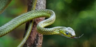 Image result for snake