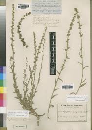 Image result for Wahlenbergia krebsii