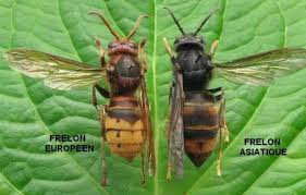 Epingle Par Cha Cha Sur Trucs Et Astuces Frelon Asiatique Frelon Piege Frelon Asiatique