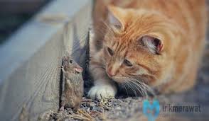 Bulu kemaluan yang tidak dirawat dengan baik bisa menimbulkan berbagai masalah seperti gatal pada kemaluan hingga iritasi. Cara Menghilangkan Kutu Kucing Cepat Kilat Mudah Dan Aman Trikmerawat Com