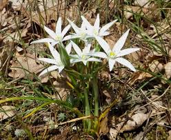 Image result for Ornithogalum