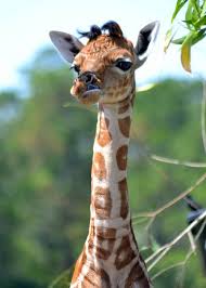 The rothschild's giraffe was first named and described by lord walter rothschild, a pasisonate zoologist and member of the rothschild family. Meet Willow The Rothschild Giraffe Zooborns